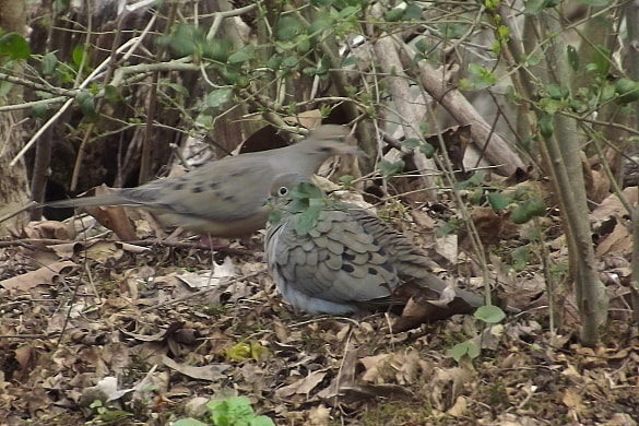 Two doves hide under brush from birds of prey.