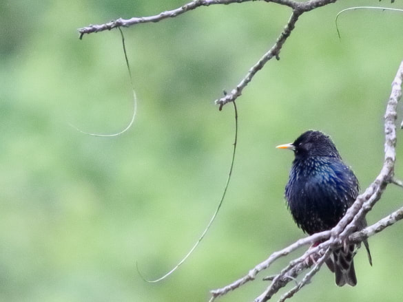 A starling perched high in a tree to observe it's territory.