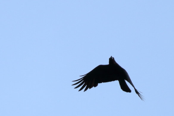 A crow searches for food as it flies over the ground.
