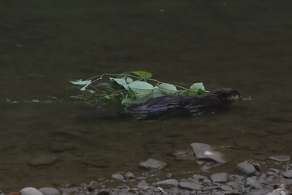 A beaver cuts limbs to build a beaver dam in the dry fork river near dark.