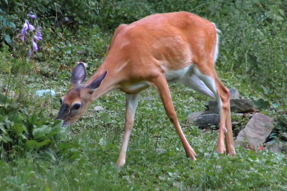 A white tailed deer feeds in a yard on flowers.