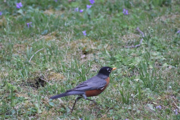 A robin makes a high speed run.