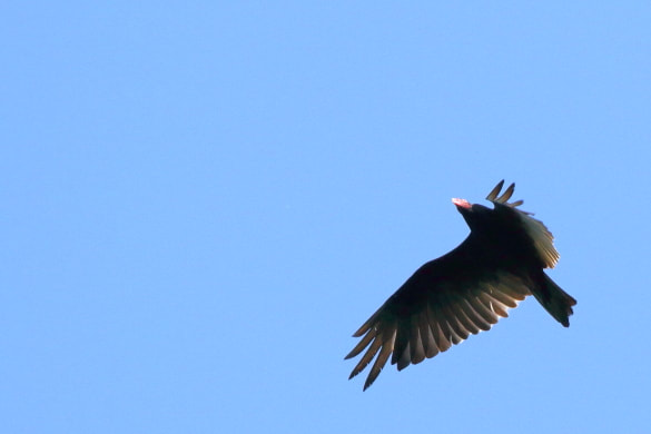 A turkey vulture searches for the scent of carrion. 