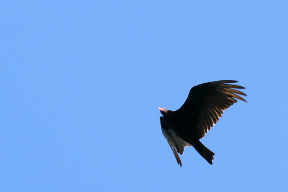 A turkey vulture rides the up draft of the wind currents.