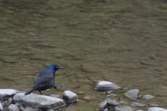 A grackle avoids disturbing the water by stepping from rock to rock.