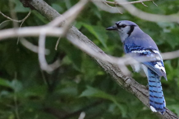 A bluejay takes a rest break in the thick leaves of a tree.
