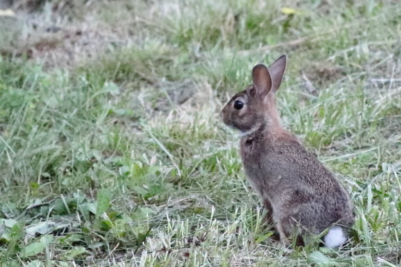 A wild rabbit has a tick in it's neck.