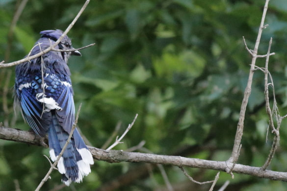 A bluejay takes shelter from the rain in thick leaves in the trees.
