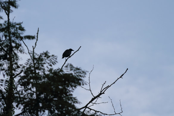 A large crow getting ready to go to roost in the Appalachian mountains.