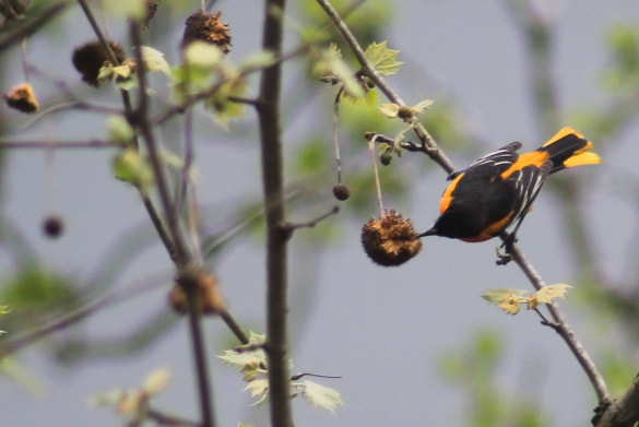 An oriole feeds on a sycamore bud after a heavy rain earlier in the day in West Virginia. 