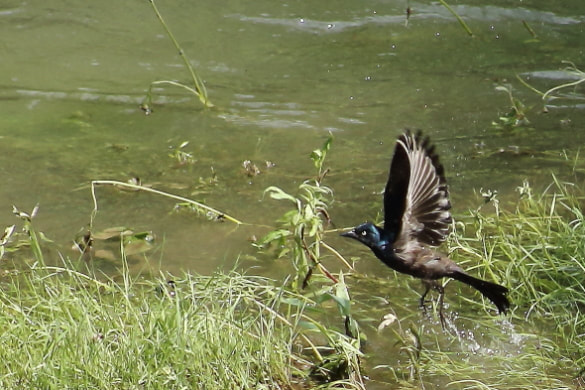 A grackle just leaves the rivers edge in tug river.