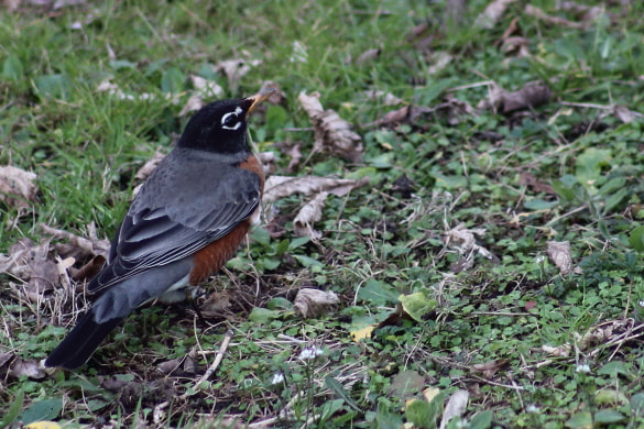 A robin that jut migrated in early in February a few years back. 