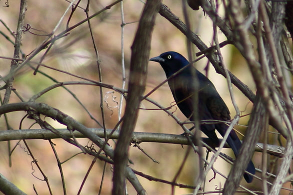 This grackle is enjoying the safety of the entangled vines.