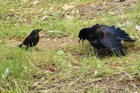 The grackle on the right is giving an intimidation display near a West Virginia riverbed.