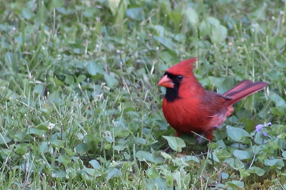 A male cardinal takes a rest on the ground, the cardinal the West Virginia state bird.