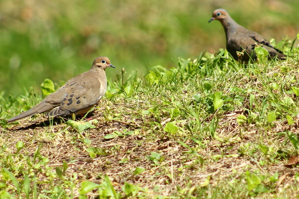 Two morning doves travel a hillside in West Virginia.
