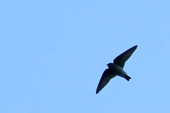 The swift is a high speed acrobat and is one of the toughest birds in flight you will ever photograph.