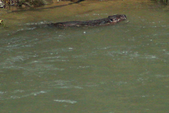 A beaver breaks the surface of the dry fork river in West Virginia.