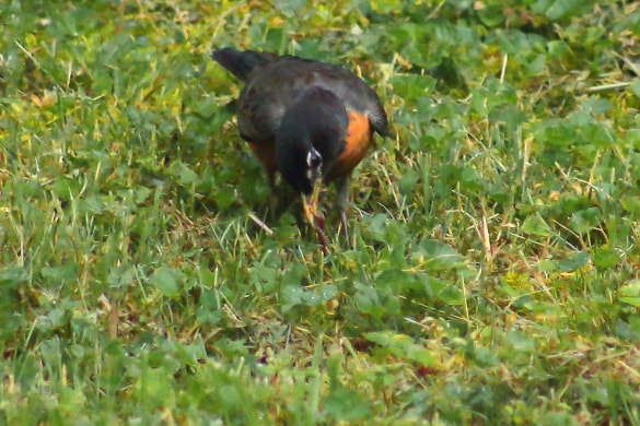 A robin pulls an earth worm from the ground.