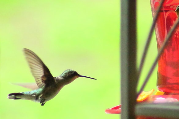 A humming bird finds interest in a West Virginia hummingbird feeder.