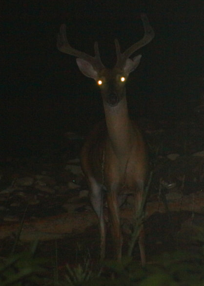 A large buck deer with velvet on his rack crossed the river in the dark of the night.