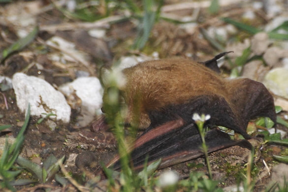 A little brown bat pinned an insect to the ground and began to feed on it in broad daylight.