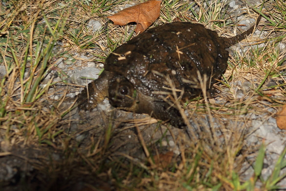 This small snapping turtle was found living in a ditch right beside the road.