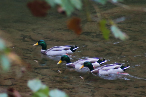 Three mallard ducks swim side by side down dry fork river in West Virginia.