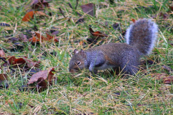 A grey squirrel searches for leftover walnuts that have fallen from the walnut tree.