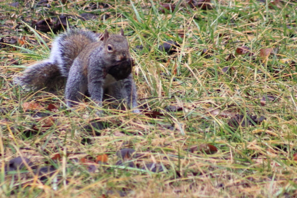 A grey squirrel has found itself an old walnut to pack back to the den.