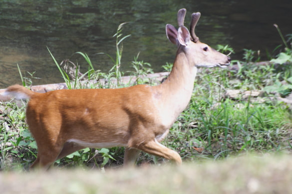 A young buck keeps a low profile in broad day light by traveling the river bed.