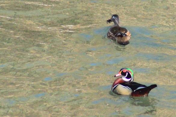 A male wood duck in the dry fork river in West Virginia shows off his plumage while the female sneaks off with a meal.