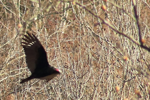 A large turkey vulture soars through the Appalachian mountains in West Virginia.
