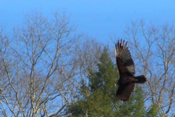 A turkey vulture searches through the pines in Appalachia for food.