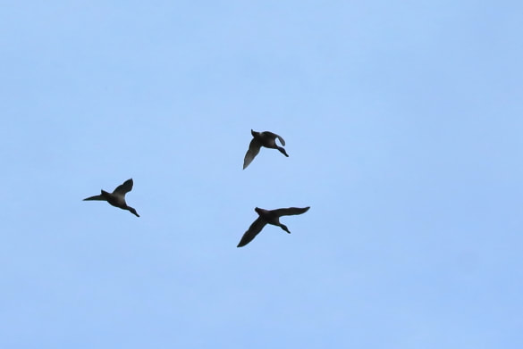It's a birds in flight shot with three mallard ducks flying together.