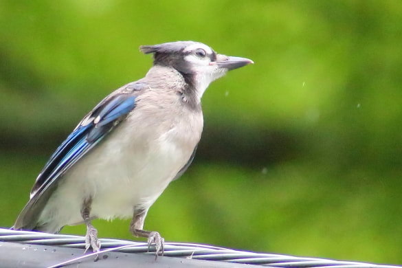 A bluejay lands on a power line to rest as it rains down on him.