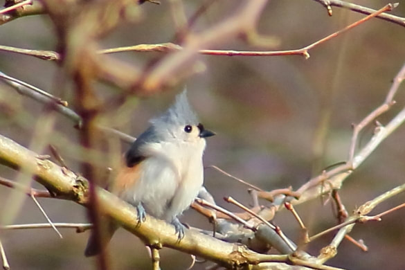 A small titmouse perched on a limb that overlooks the river.