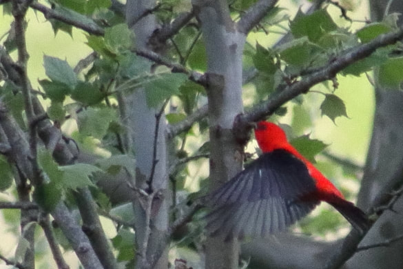 This is a rarely seen bird for my part of West Virginia, it's a scarlet tanager and lately you can catch a glimpse of one in the spring here.